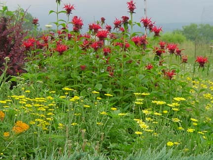 redflowersweb.jpg