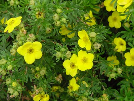 yellowflowersweb.jpg